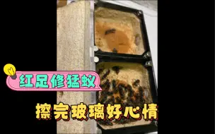 Video herunterladen: 红足迎来大暴产