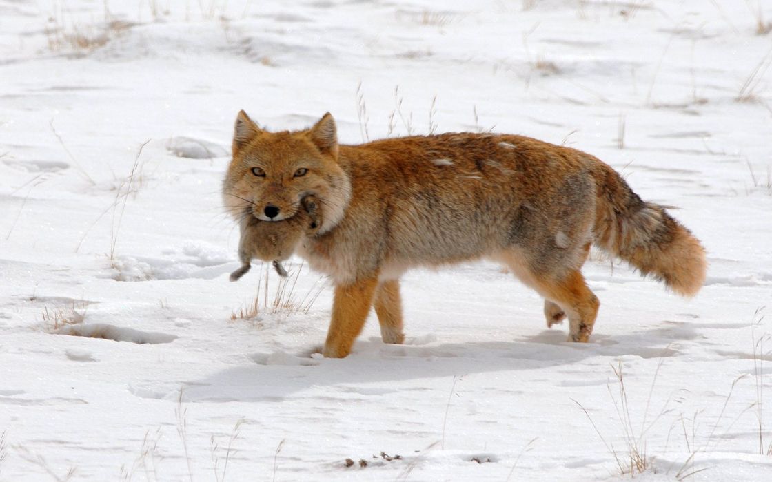 活动作品王之藐视藏狐佛系捕猎者快要饿死才动身捕猎