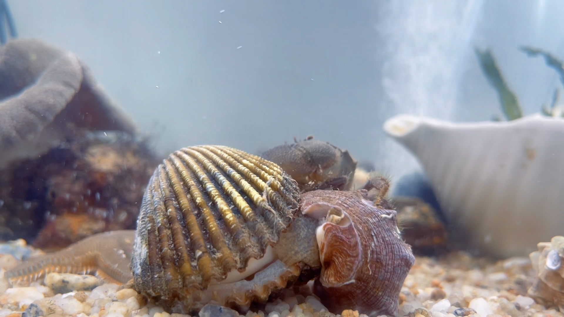 这海螺太厉害了!干翻大毛蛤,还有同伙帮忙!