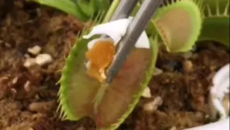 逗逗可爱的食人花捕蝇草盆栽 哔哩哔哩 Bilibili