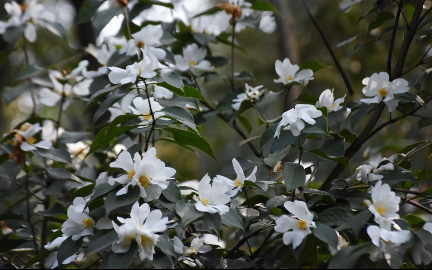 长瓣短柱茶camellia grijsii hance_哔哩哔哩_bilibili