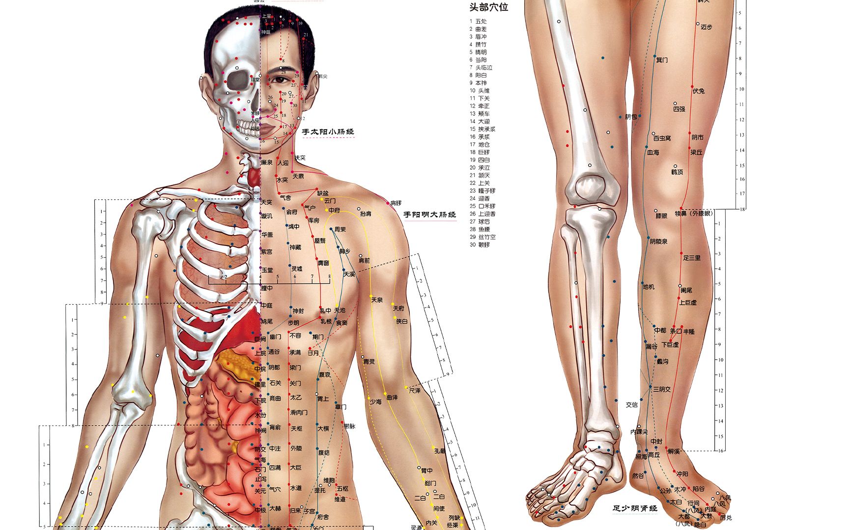 [图]最全安套人体穴位名称与位置，喜欢的全文背诵