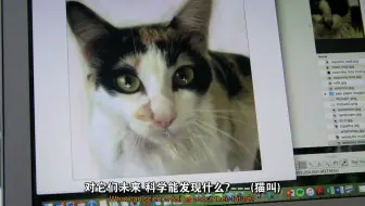中英文字幕《猫的故事 cat tales》应用先进技术和设备研究猫为啥那么酷，和猫的智力和理解力