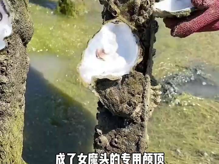 你让宗主怀孕了?-1