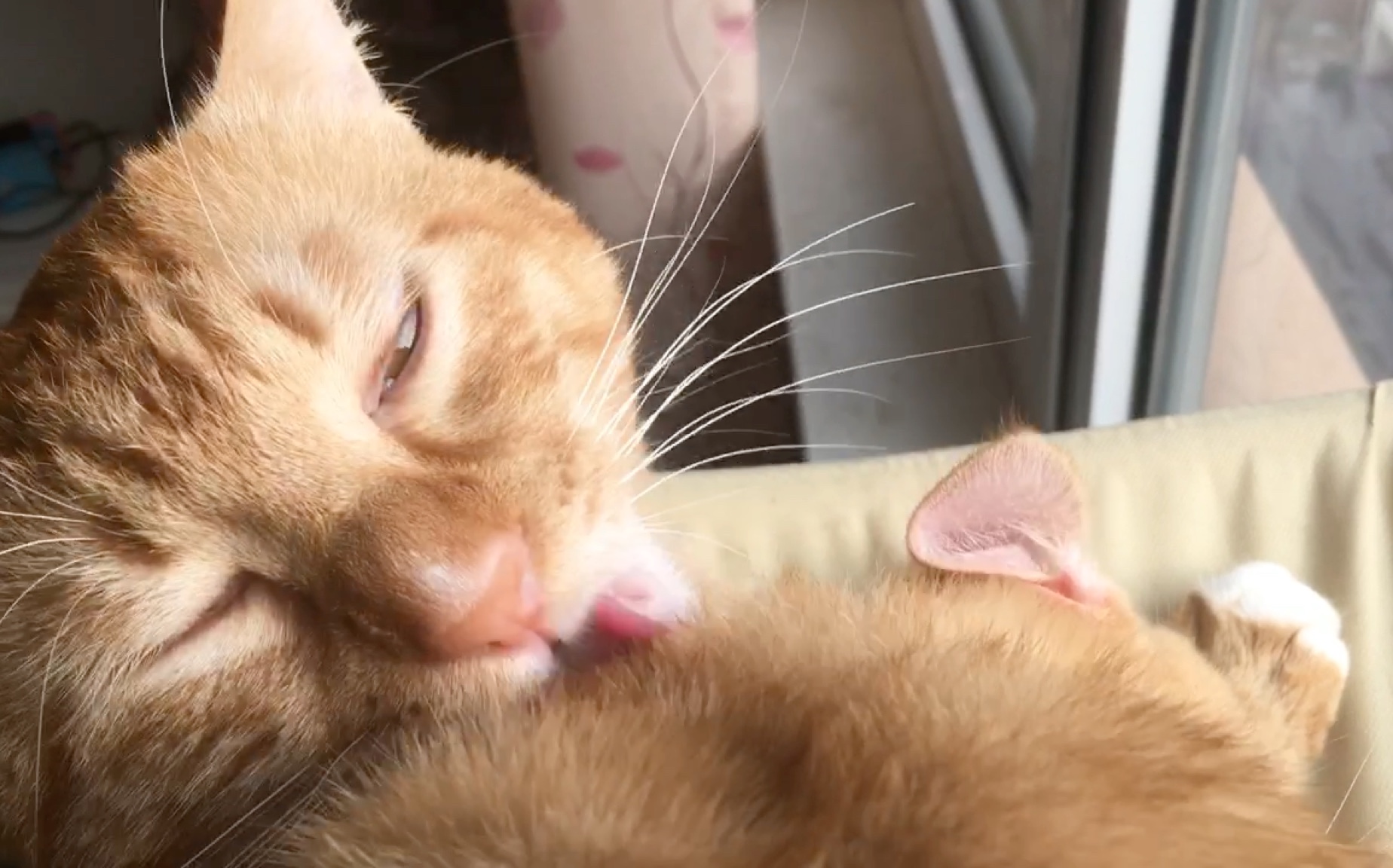 tony猫上线,舔出一个大背头