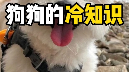 狗狗的冷知识哔哩哔哩bilibili