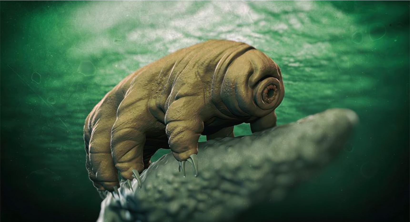 经历了3次物种灭绝,不吃不喝30年也能活,水熊虫到底会不会死呢