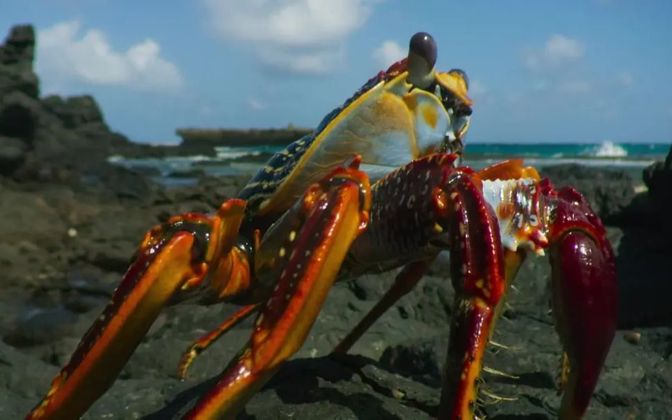 [图]【精彩片段】渡海觅食的红石蟹群遭遇海鳝章鱼的伏击，场面如同角马渡河！