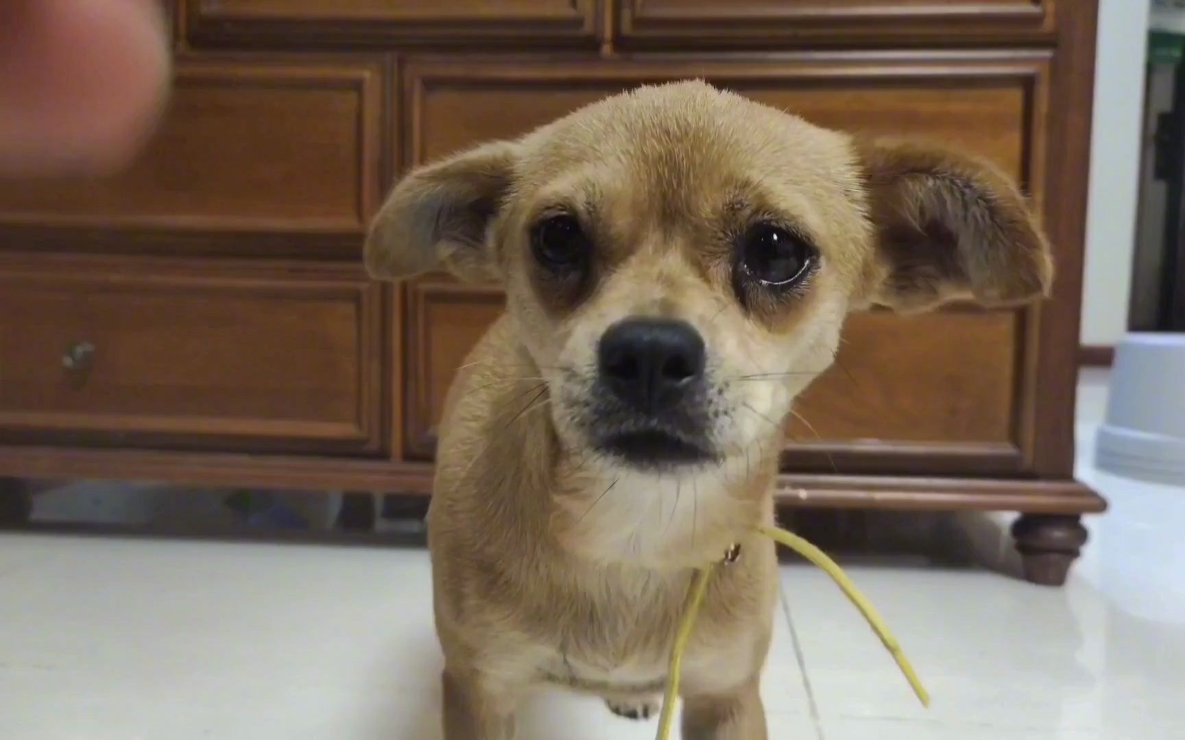 花狐狸和宠物貂在一起有多调皮?鸡犬不宁组合,简称花狐貂.