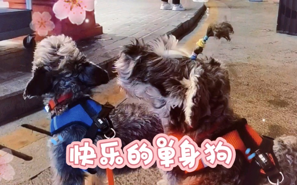 快乐的单身狗