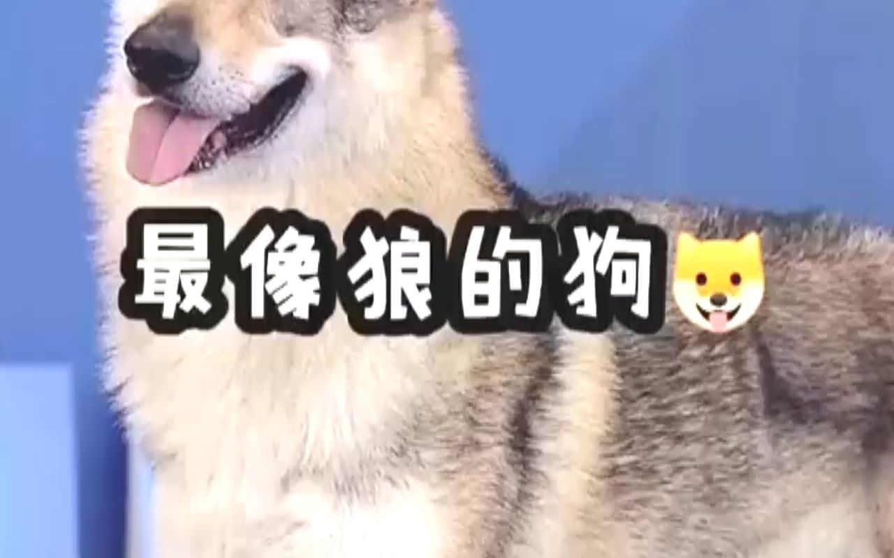 [图]犬界中最像狼的4种狗！#萌宠#宠物#狗狗