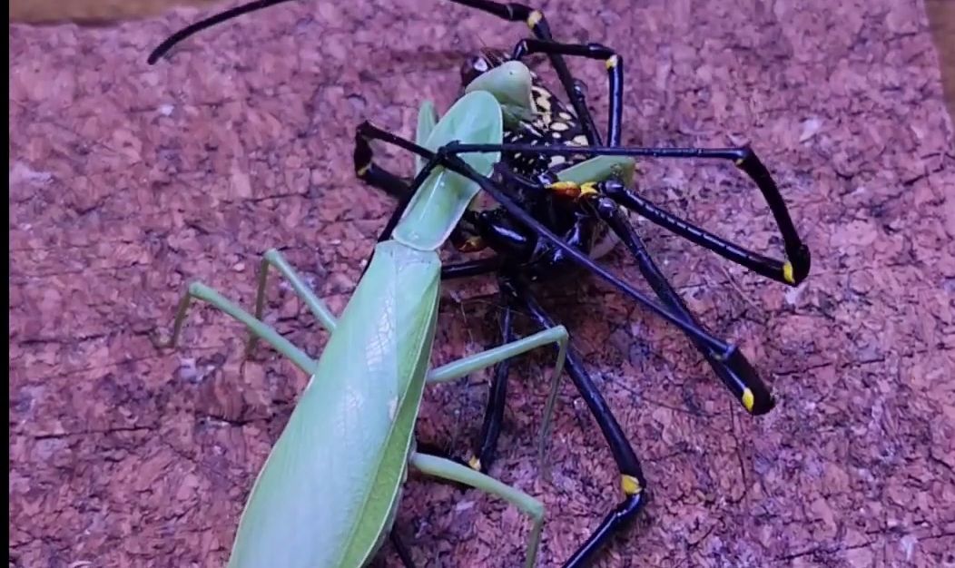 【youtube】广斧螳的三番胜负