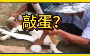 Download Video: 羊的蛋蛋被敲了