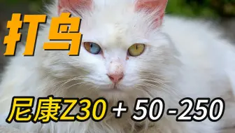 Download Video: 尼康Z30+50-250 打鸟4k30帧直出