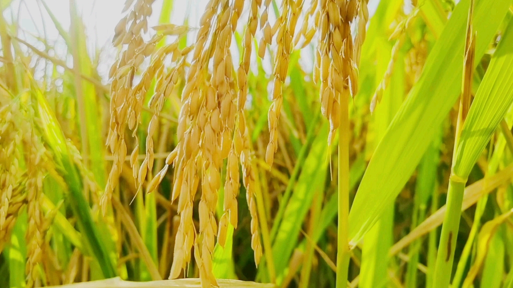 [图]稻田风光，又到了丰收的季节