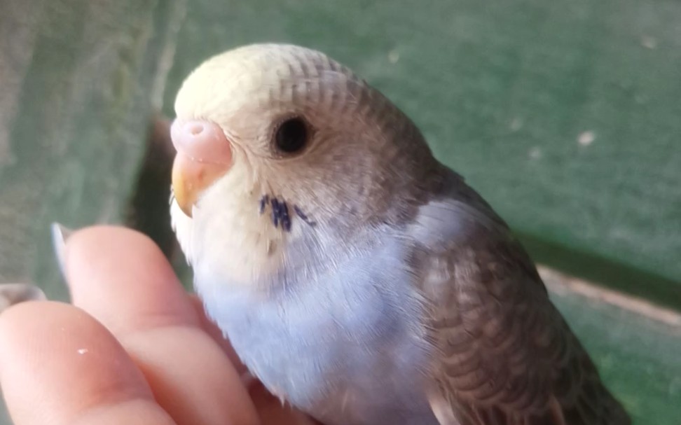 【虎皮鹦鹉】高颜值小雏鸟79