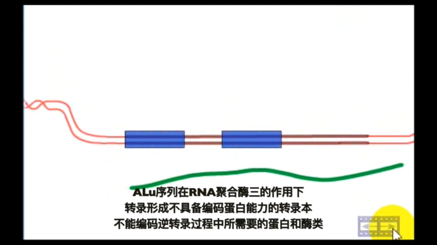 [分子生物学]ALU JUMP ALU元件转座哔哩哔哩bilibili