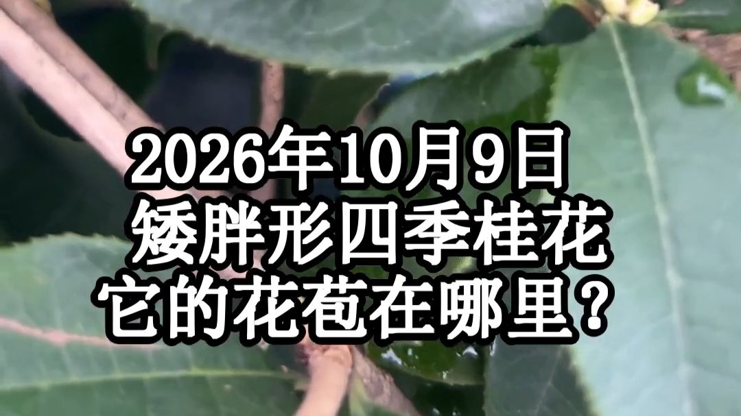2026年10月9日， 矮胖形四季桂花，它的花苞在哪里？