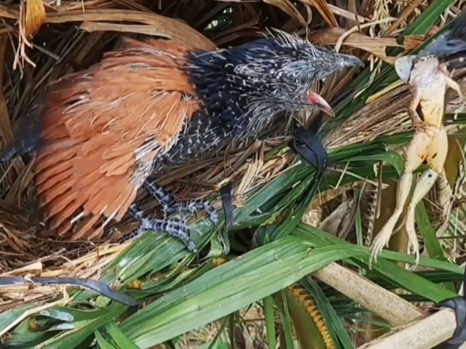 红毛鸡幼鸟吃完最后一顿美餐后潇洒离开巢穴