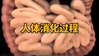【3D医学】人体消化过程。