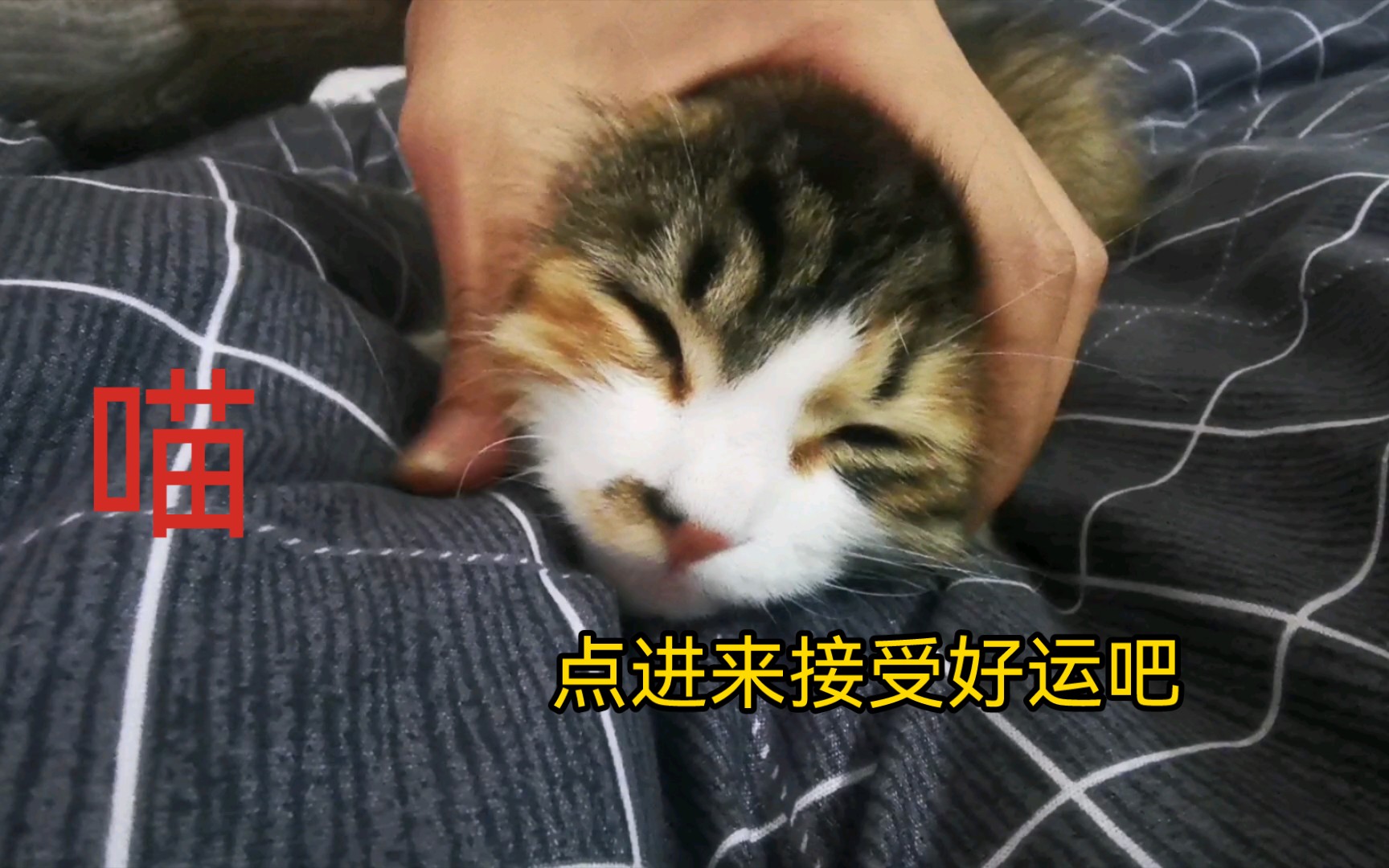 介就是招财猫原型,骑行捡到的.哔哩哔哩bilibili