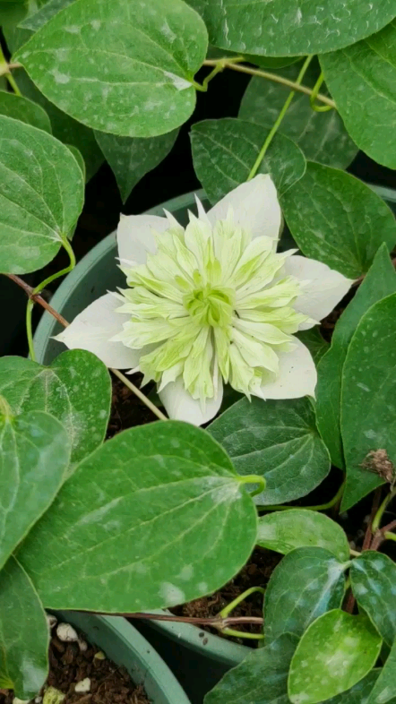 绿色铁线莲小绿绿玉重瓣铁线莲