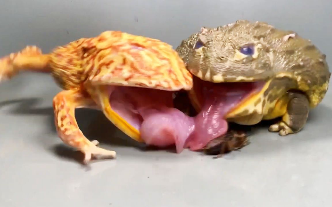 牛蛙:你真特么恶心