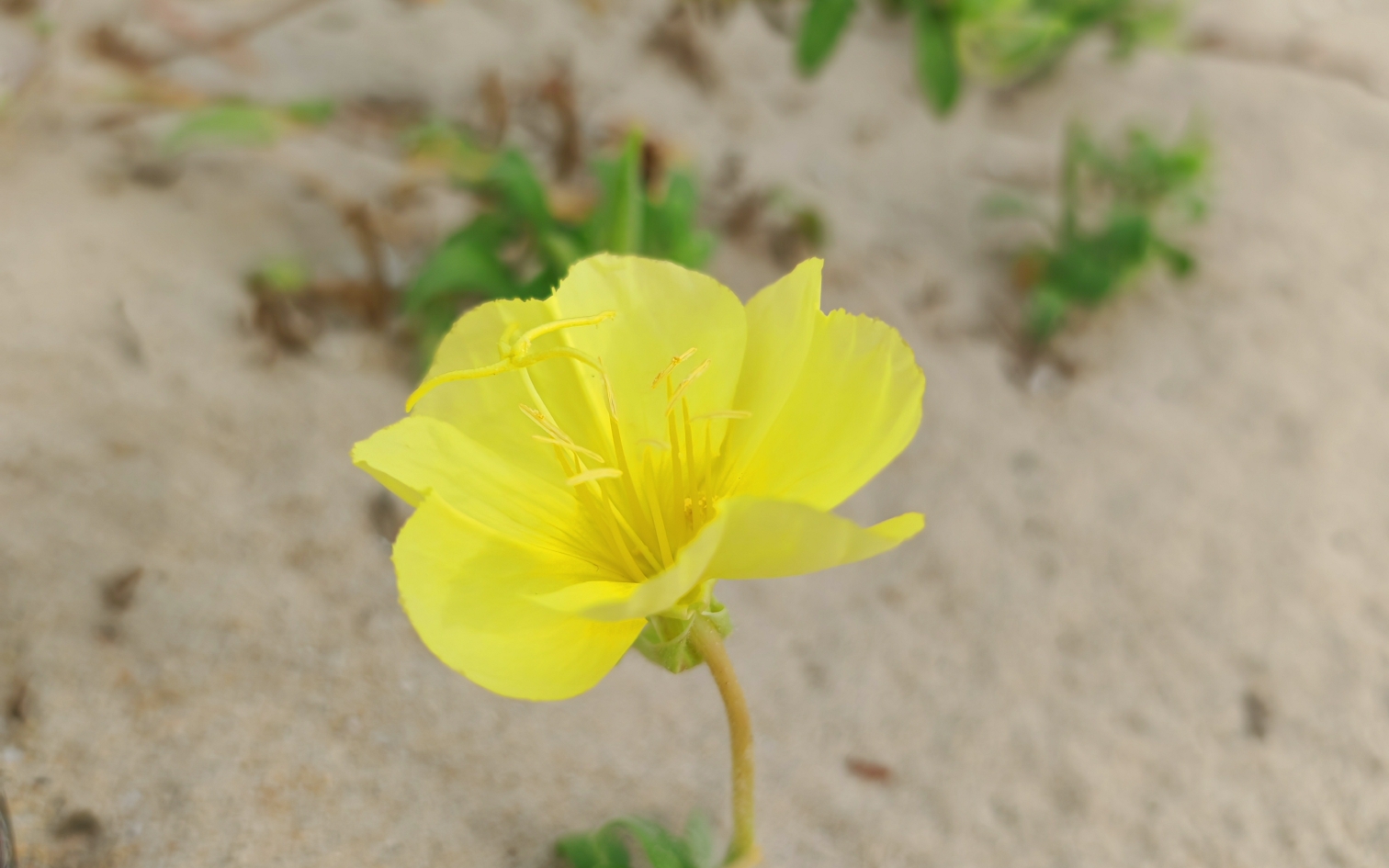 AI绘画:海滩沙地的小黄花瞬间高大上哔哩哔哩bilibili