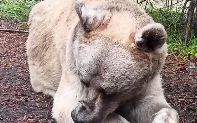 【熊】熊明星斯捷潘 坐专车营业