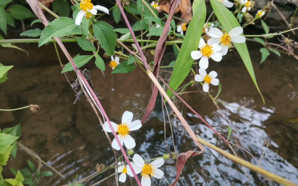 [图]山村十月花红叶绿