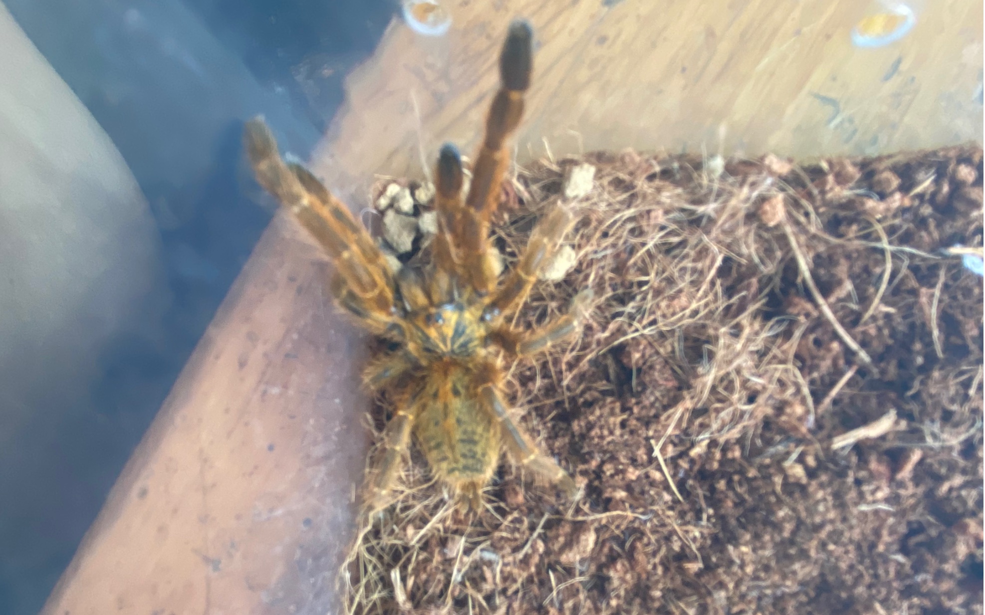 开箱烈阳橙巴布c8