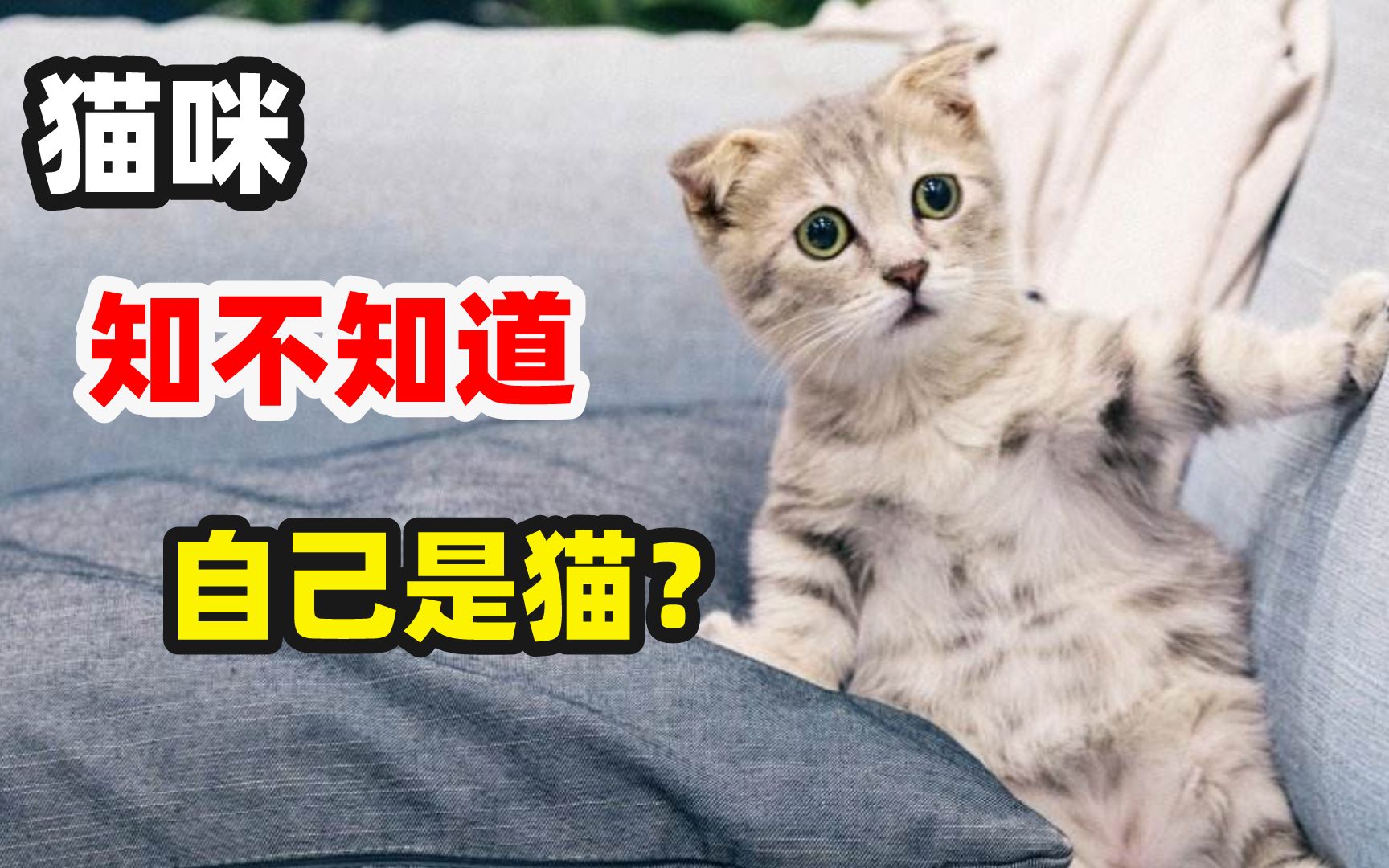 [图]在猫眼里，人类有多奇怪？