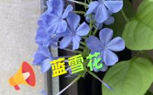 条件不好千万别养蓝雪花!哔哩哔哩bilibili