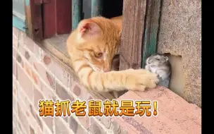 Video herunterladen: 猫捉老鼠，就是玩！ 玩法真的多！