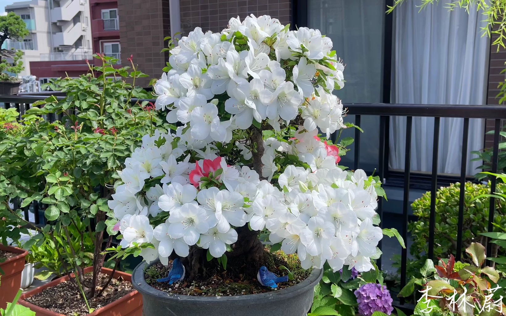 【皋月杜鹃|好月】白捡了一个皋月杜鹃盆景,竟然还是好月