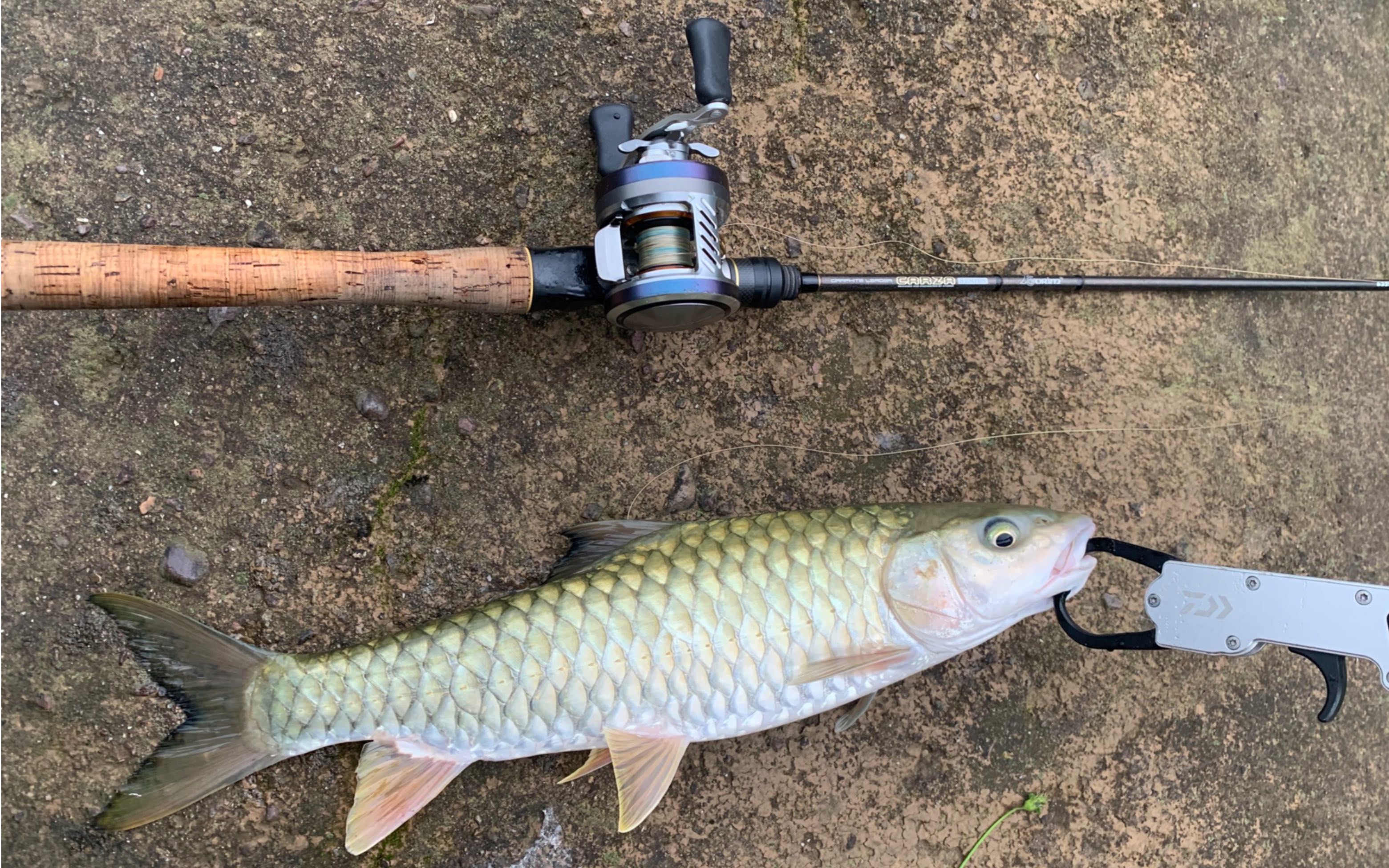 三月三假期溪流路亚军鱼