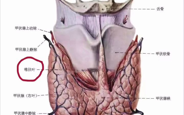戴维德主任:甲状腺的正常变异锥状叶,什么是甲状腺锥状叶?哔哩哔哩bilibili