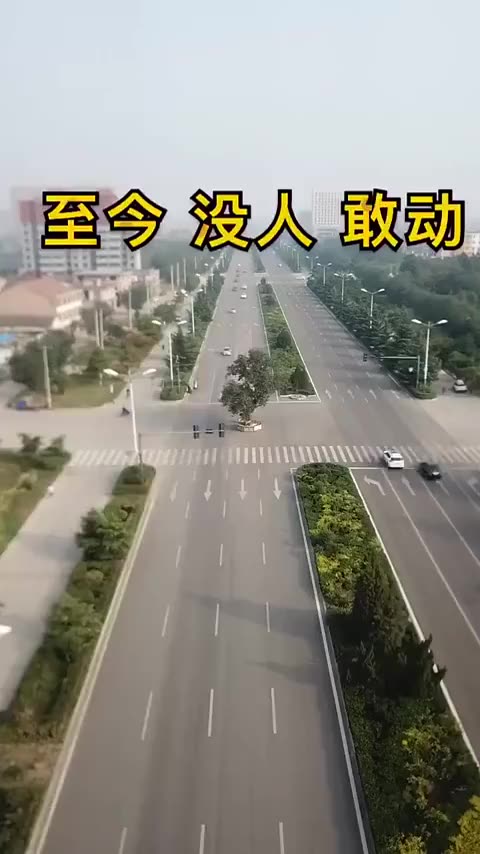 [图]这棵树有什么背景吗？？