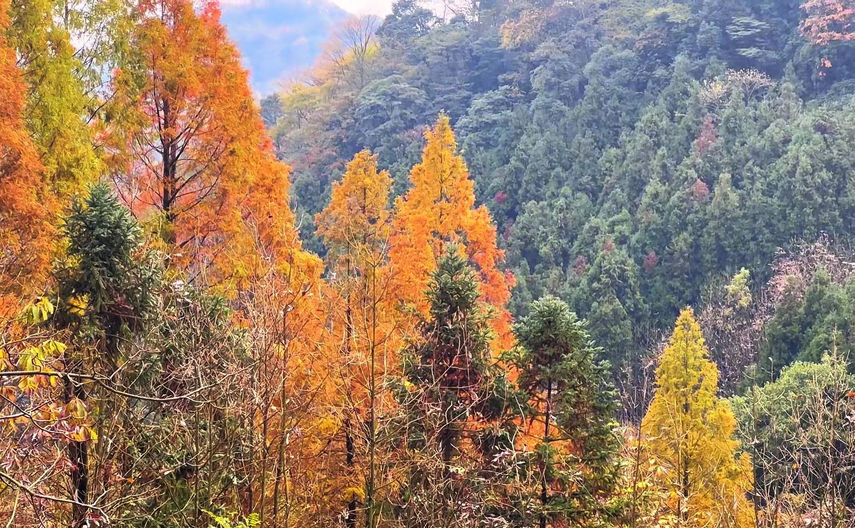 成都周边大山里秋色渐浓,都江堰赵公山转转,感受都市周边的秋意哔哩哔哩bilibili