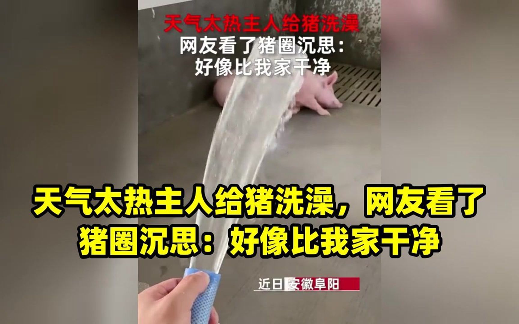 天气太热主人给猪洗澡,网友看了猪圈沉思:好像比我家干净哔哩哔哩bilibili