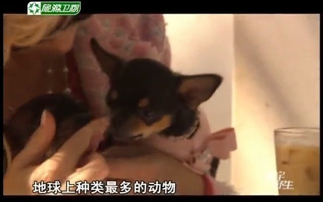 [图]子宫日记：犬科动物篇 [寰宇野生] 20110302