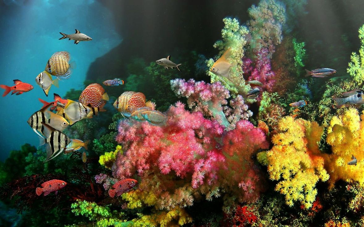 观赏鱼5梦幻水族箱dreamaquarium