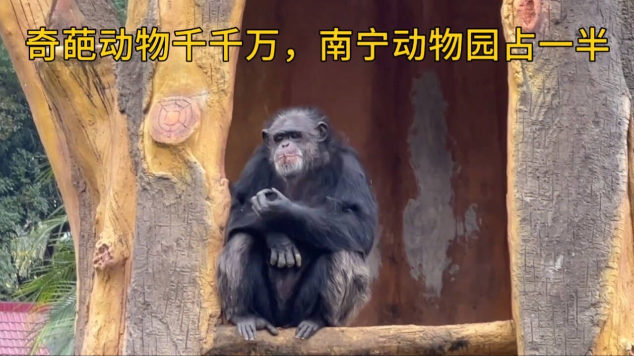 奇葩动物千千万,南宁动物园占一半