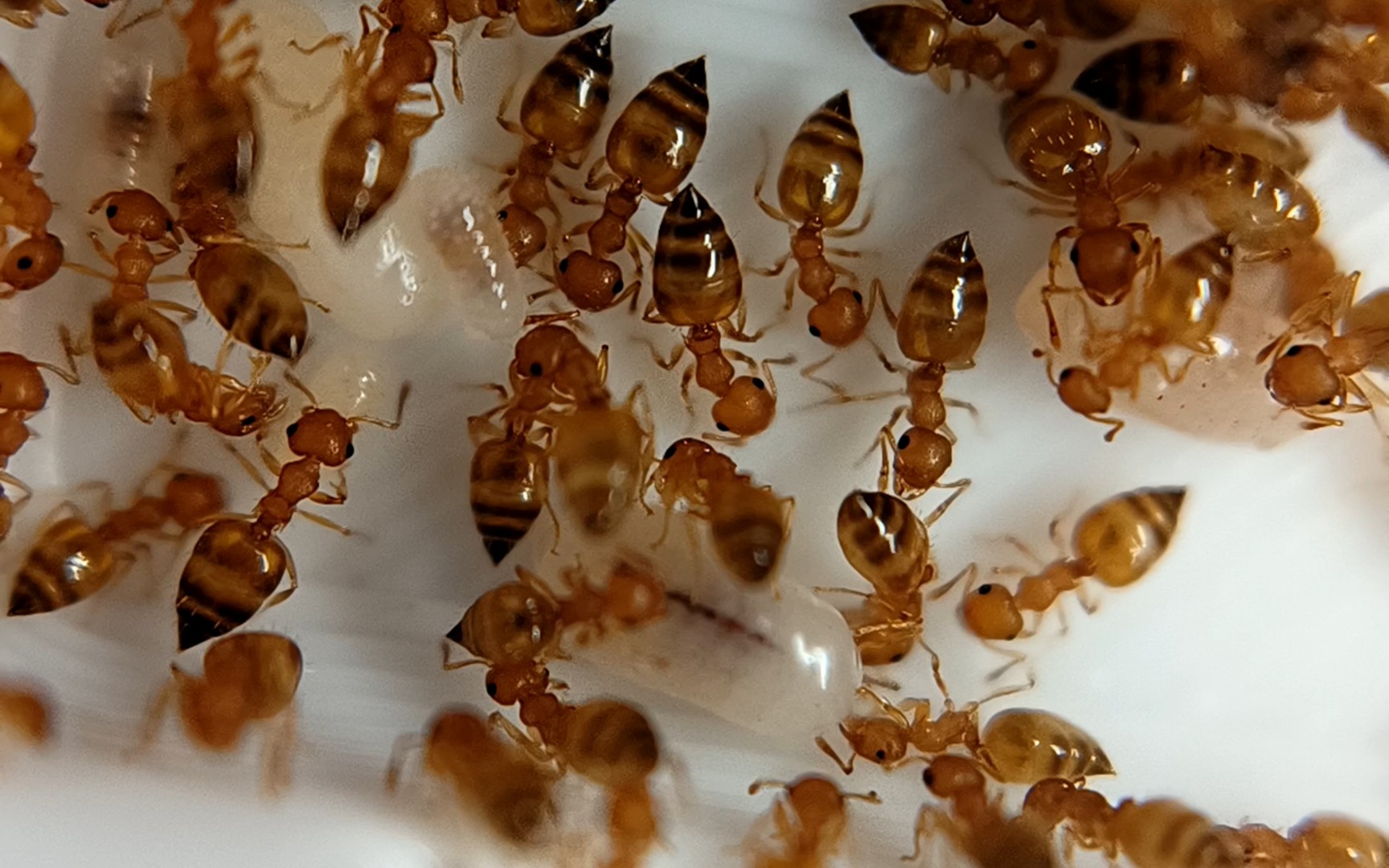 黄色举腹蚁—巢内日常