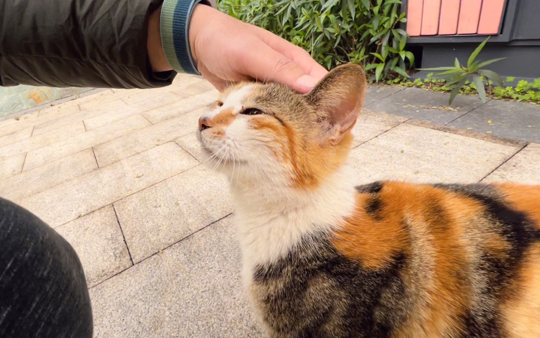 路上被一只小花猫拦住,非要贴贴才肯放我走!哔哩哔哩bilibili