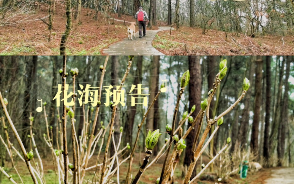 夏日绣球花海盛宴邀约:夏天,这条大道将化身为缤纷绚丽的花海 地点:贵阳天鹅湖公园哔哩哔哩bilibili