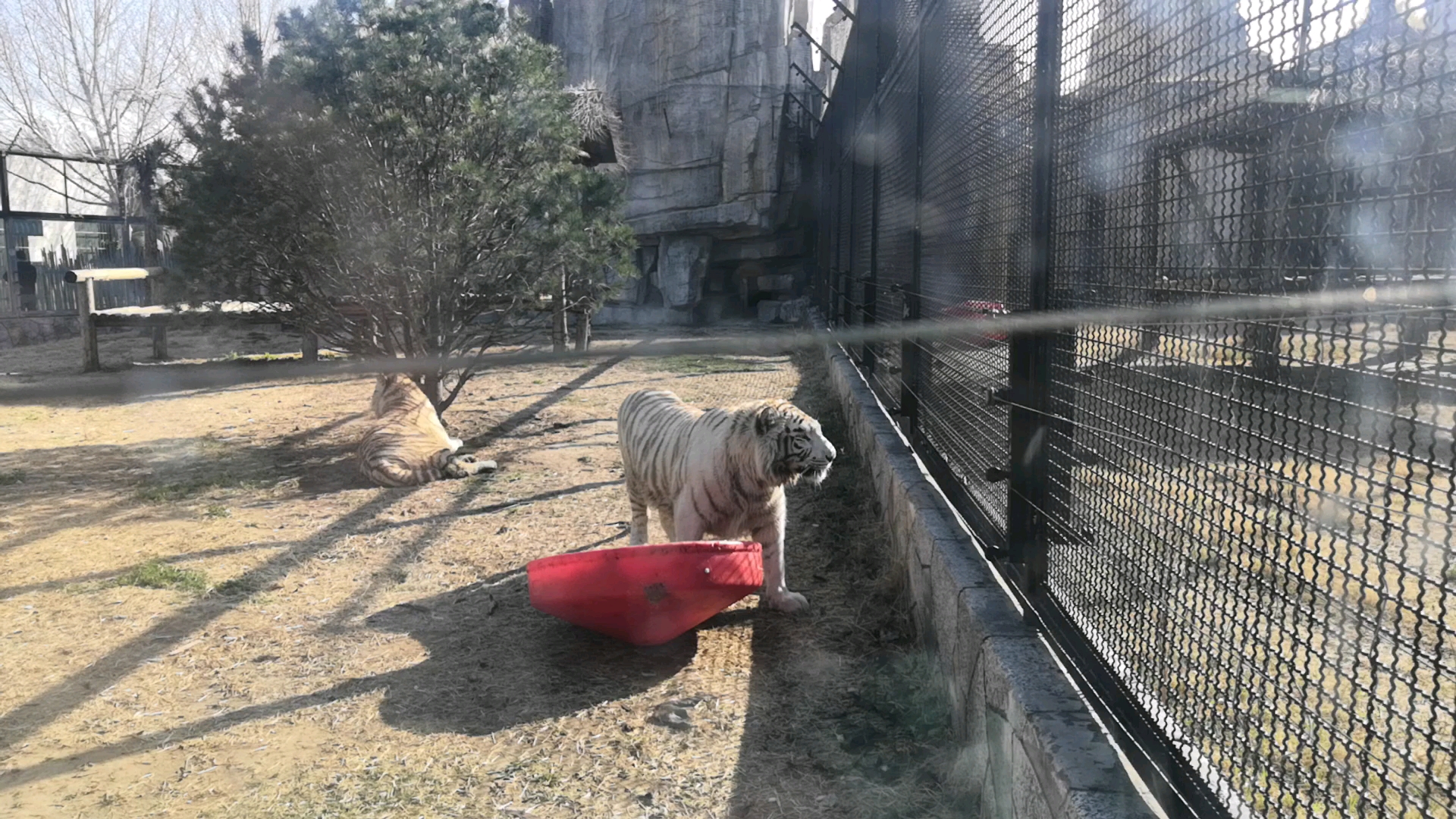 开平动物园老虎王