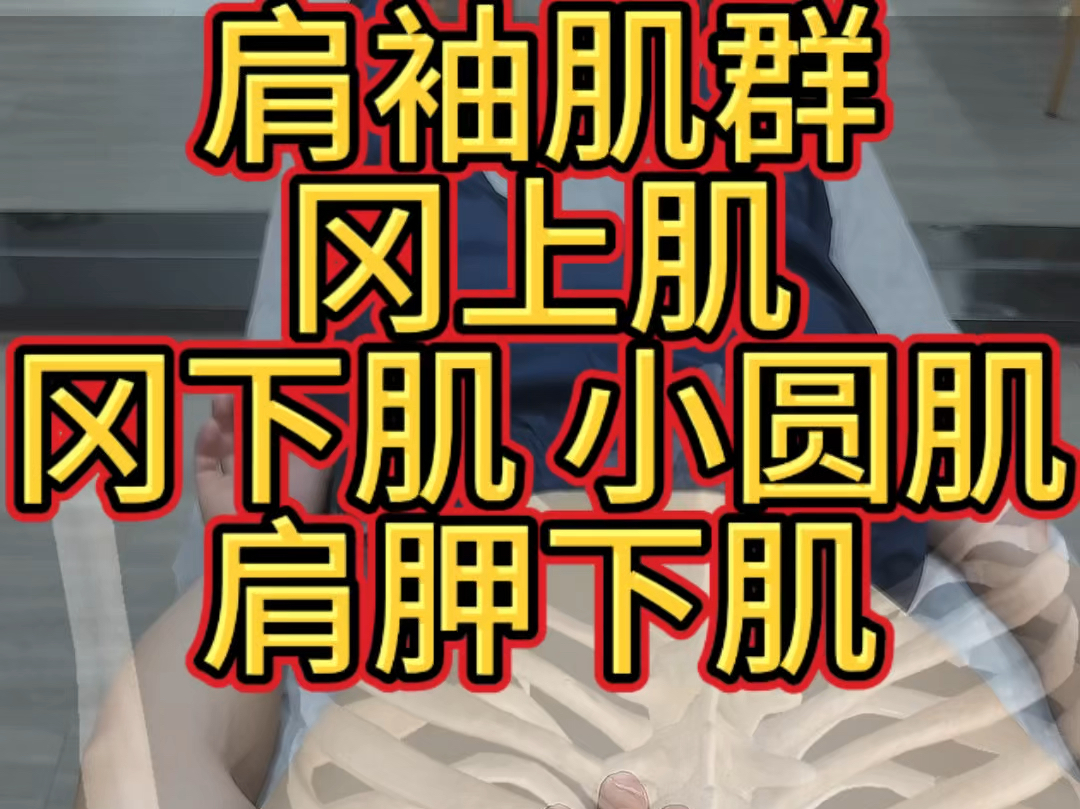 肩袖肌群损伤 冈下肌 冈上肌 肩胛下肌 小圆肌 /定位松解哔哩哔哩bilibili