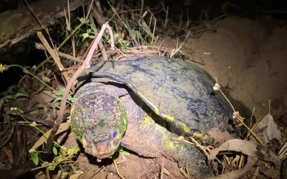 【youtube】白喉癞颈龟elseya albagula 野外产卵