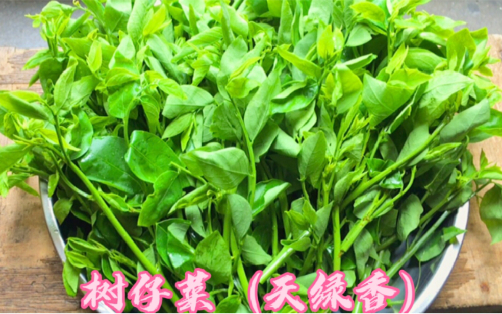 树仔菜的功效与作用(树仔菜的功效与作用,健康好帮手)